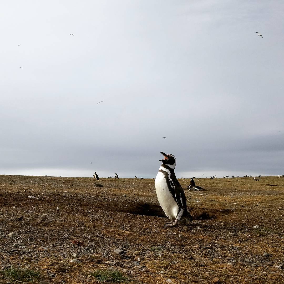 Penguin #patgonia Penguin #patgonia